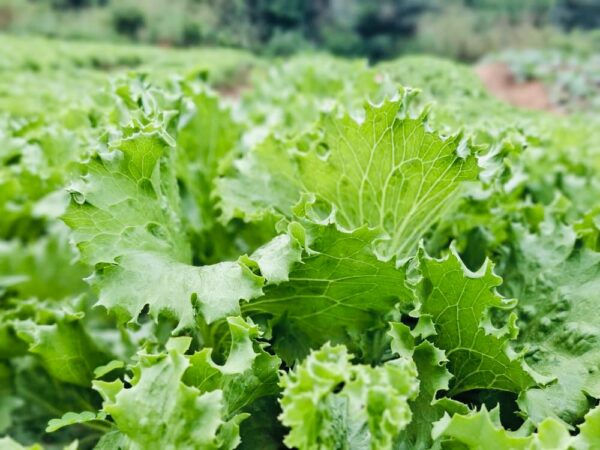 lettuce - Image 3