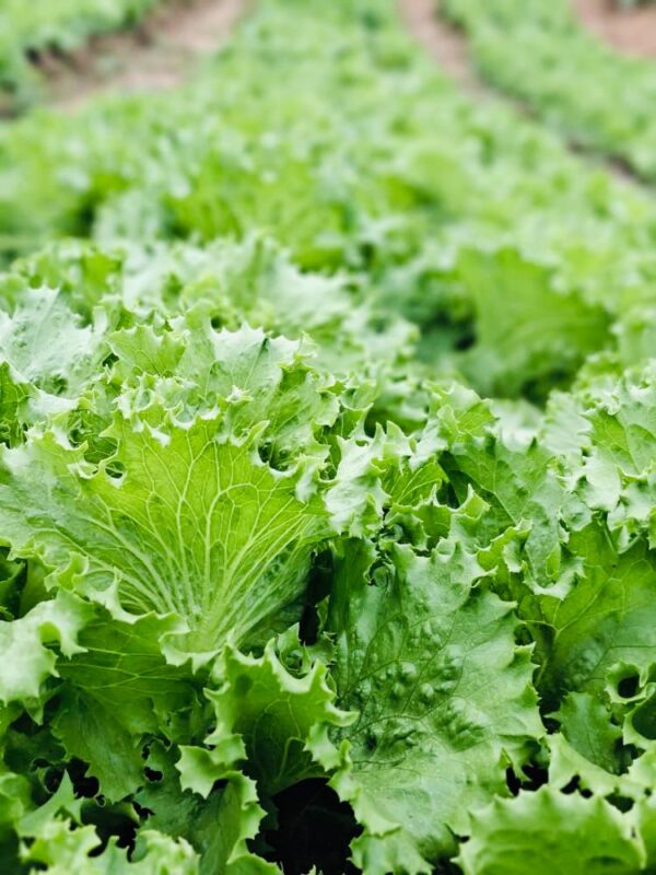 lettuce - Image 5