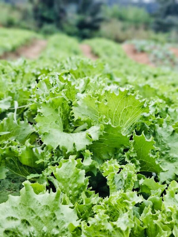 lettuce - Image 2
