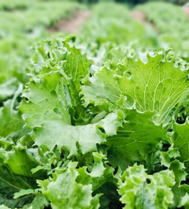 lettuce