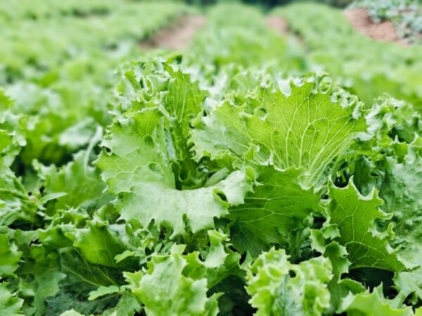 lettuce