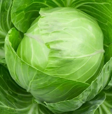 Cabbage Will be Ready 15 Nov, 2025